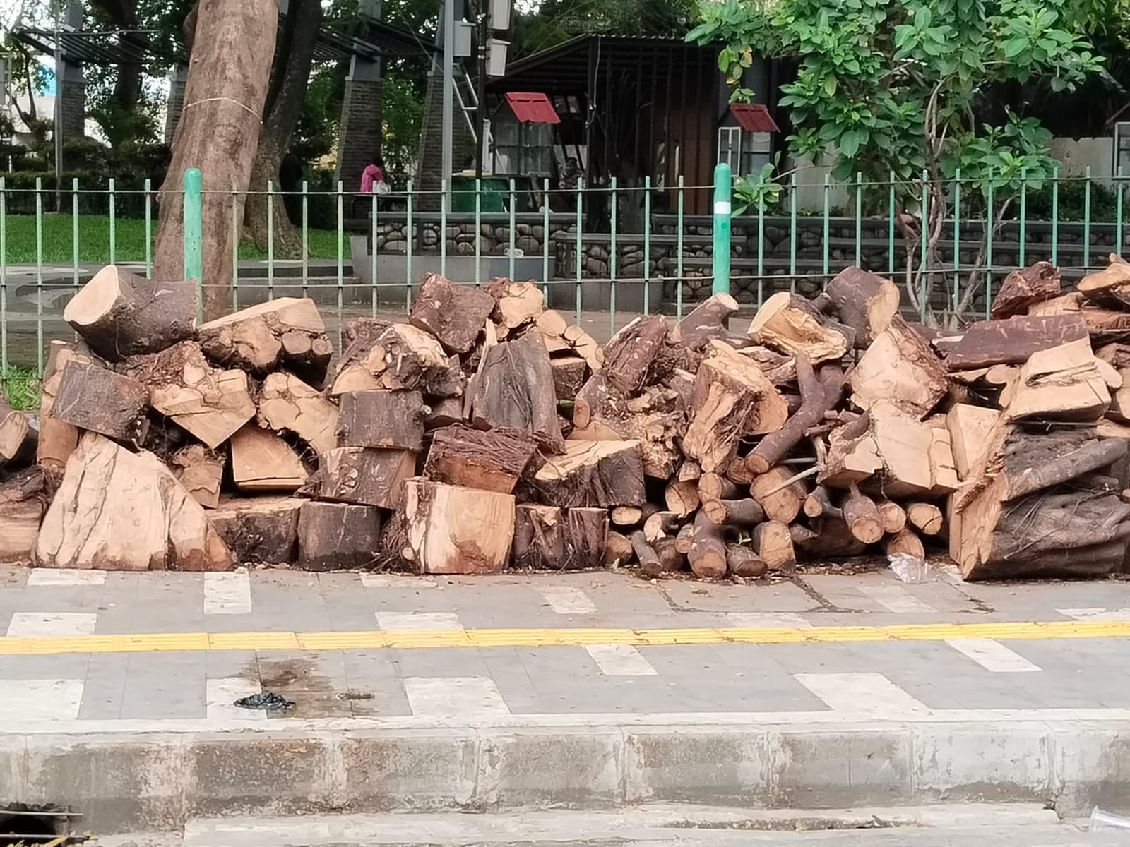 Potongan Kayu Sisa Penebangan Berserakan di Koja, Warga Keluhkan Belum Diangkut