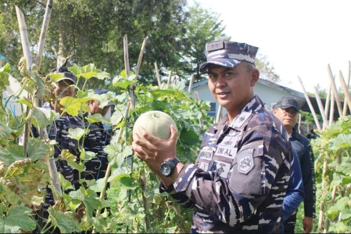 Lanal Bengkulu Laksanakan Panen Raya Melon, Dukung Program Ketahanan Pangan