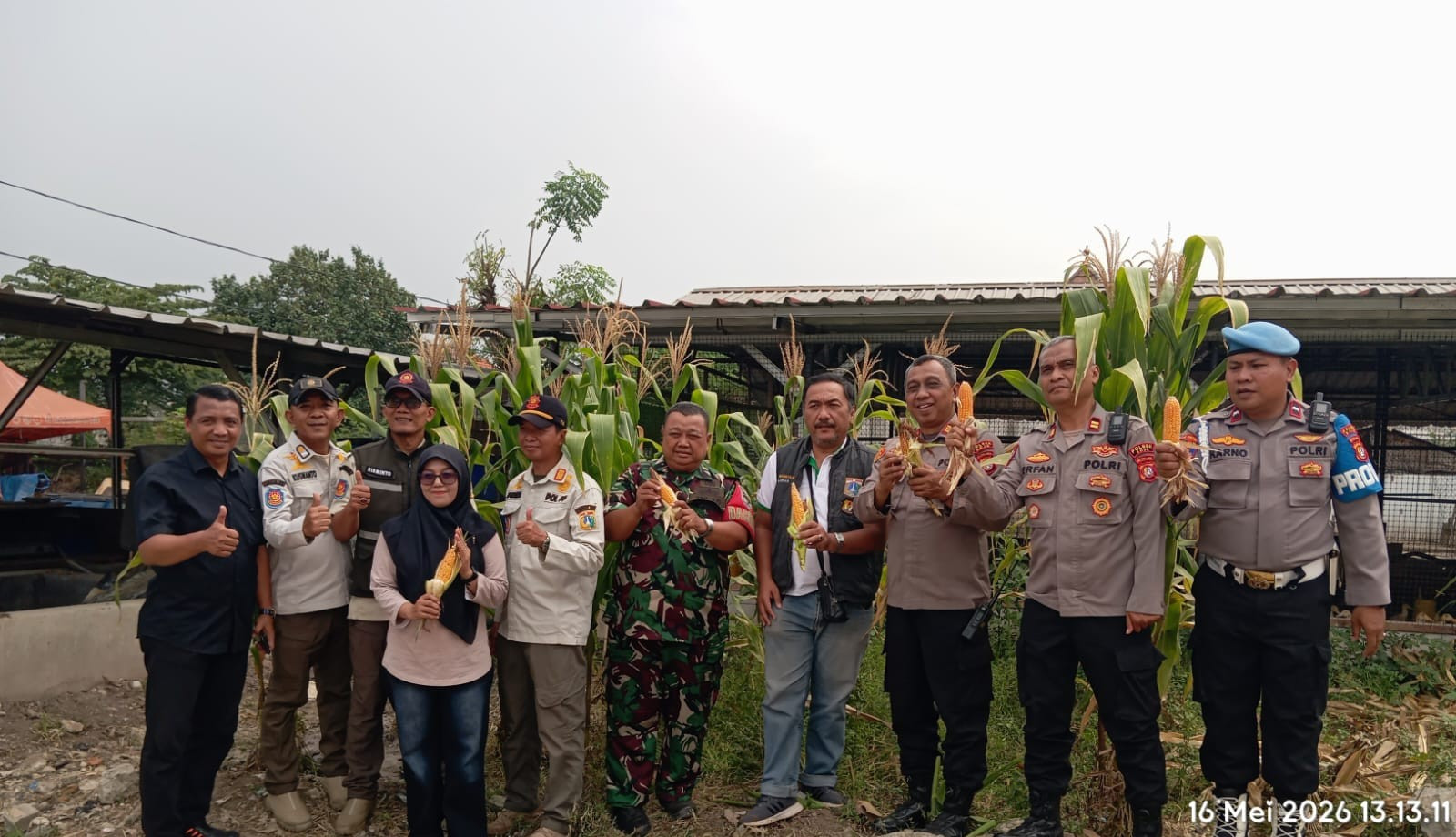 Panen Raya Jagung Serentak di Koja, Polsek Koja Dukung Ketahanan Pangan Nasional 2026