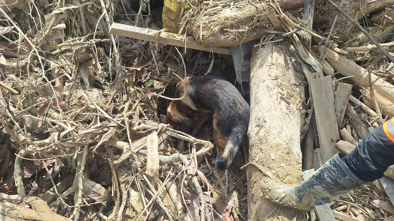 Tindak Lanjut Laporan Warga, Satwa K-9 Polri Berhasil Temukan Jenazah di Aceh Tamiang