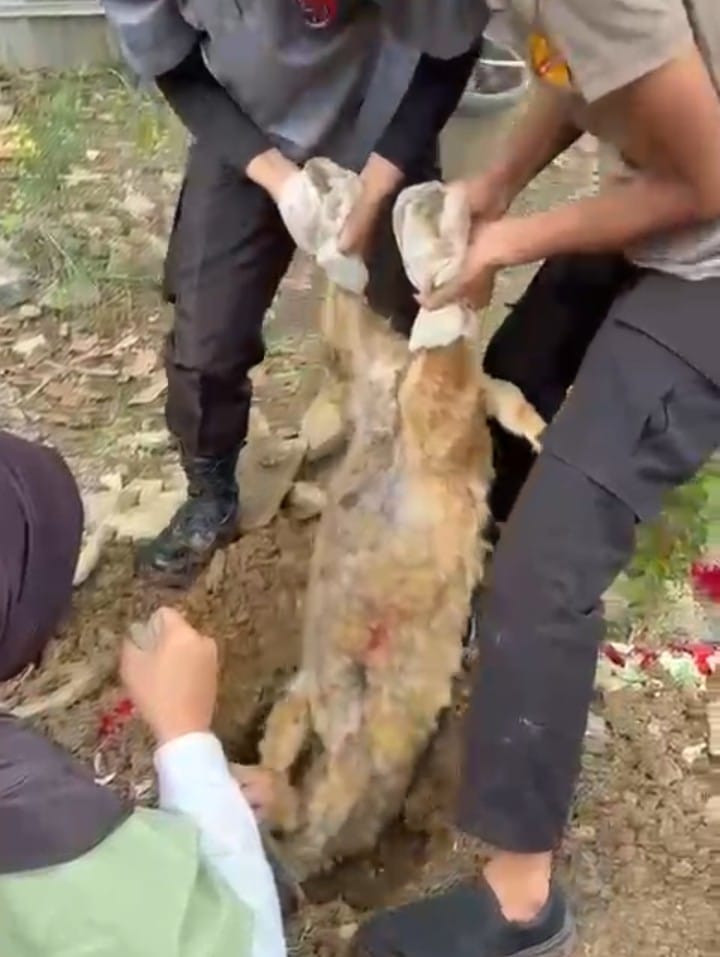K9 Polri Turun Tangan Selidiki 2 Anjing Shelter di Sentul Mati Diduga Diracun