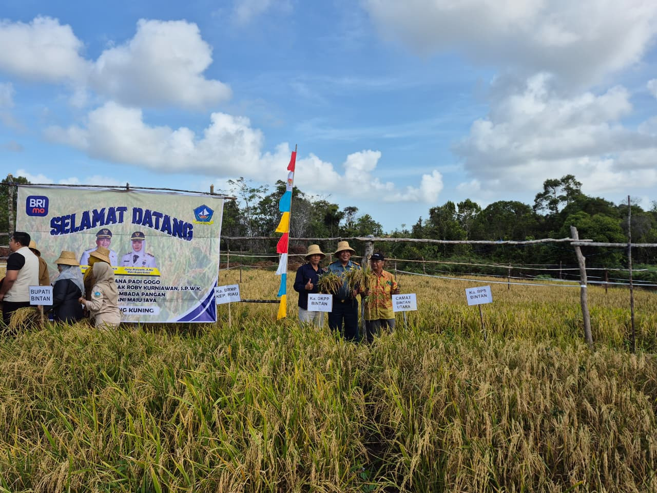Lanal Bintan Dukung Ketahanan Pangan Melalui Kegiatan Panen Perdana Padi Gogo, Perkuat Sinergi TNI–Masyarakat